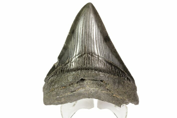 Fossil Megalodon Tooth - Georgia #76492